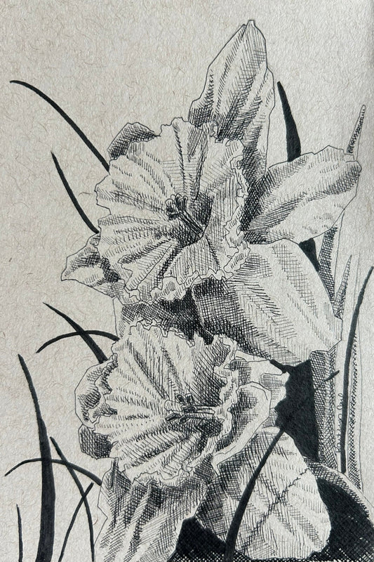 Daffodils Pen Drawing