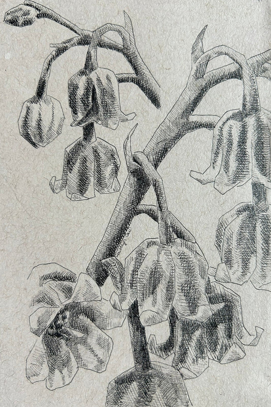 Lily of the Valley Pen Drawing