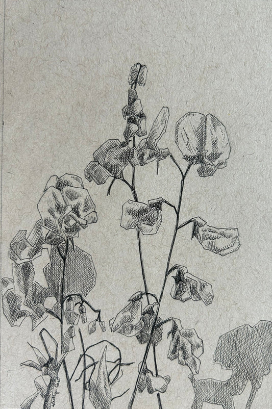 Sweet Peas Pen Drawing