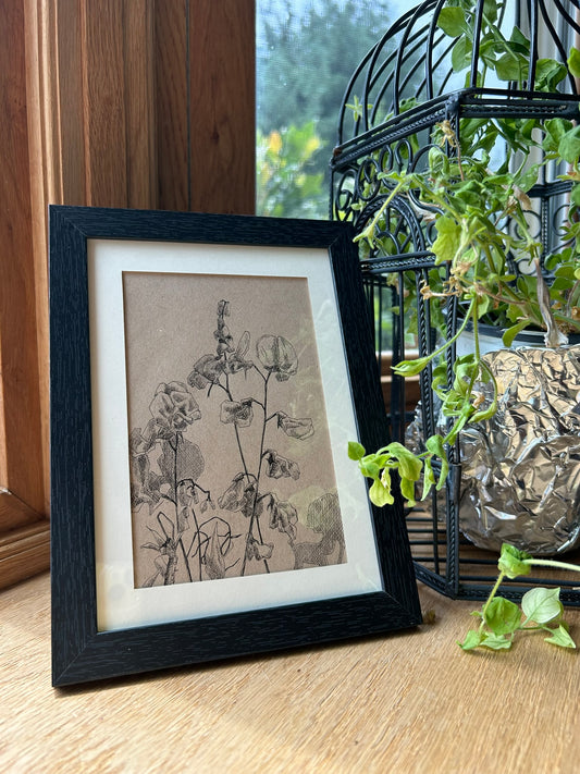 Sweet Peas Pen Drawing