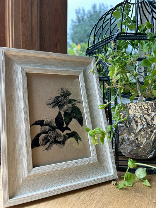 Camellia Pen Drawing