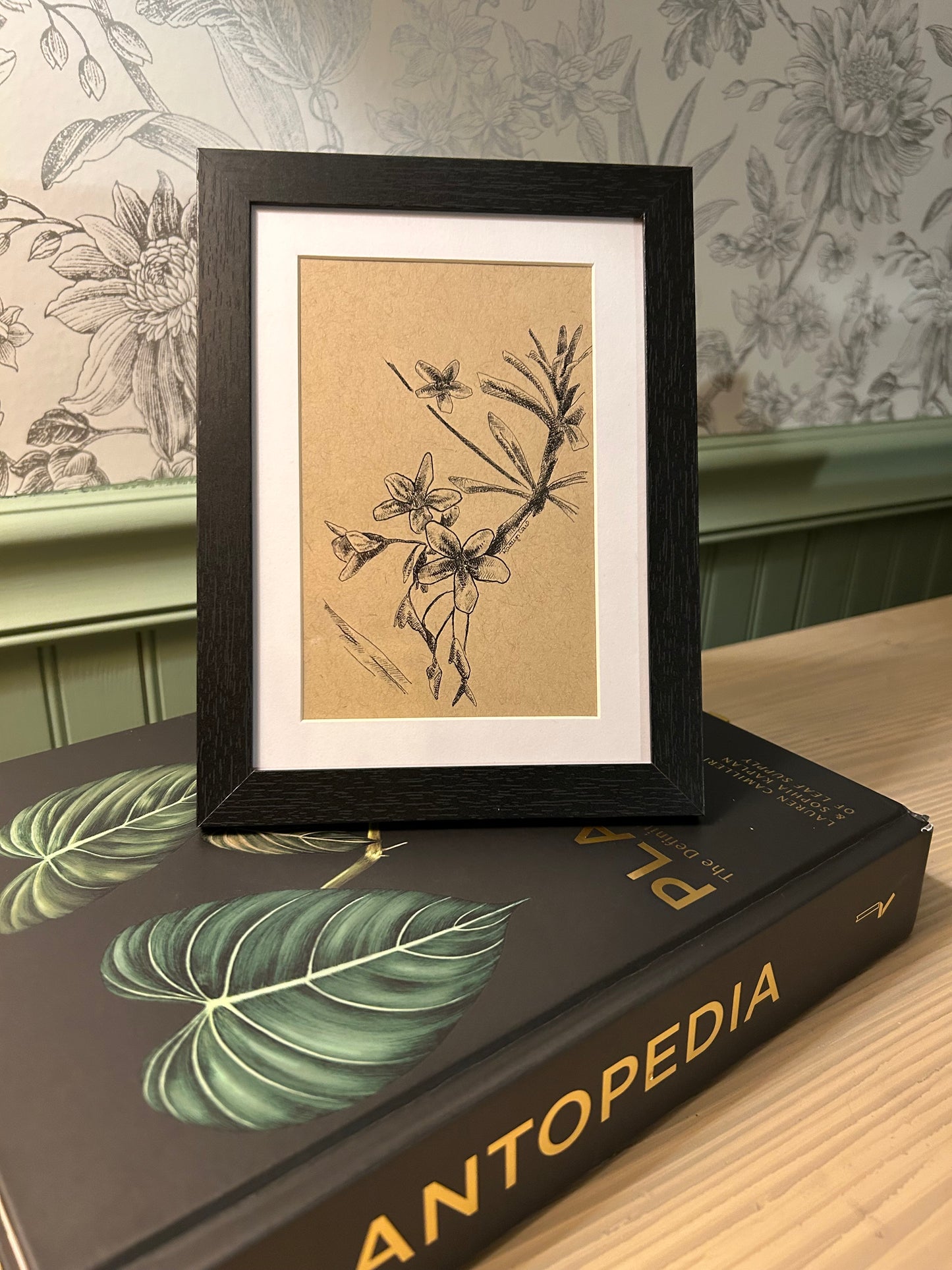 Virginia Springbeauty Pen Drawing