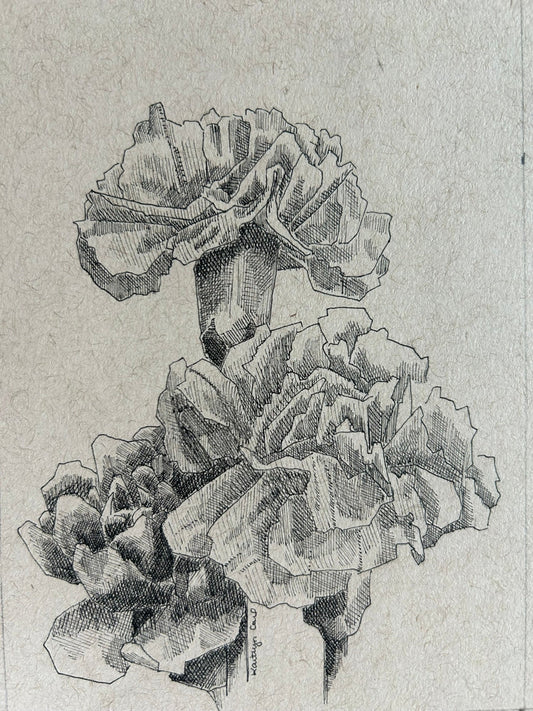 Carnation Pen Drawing