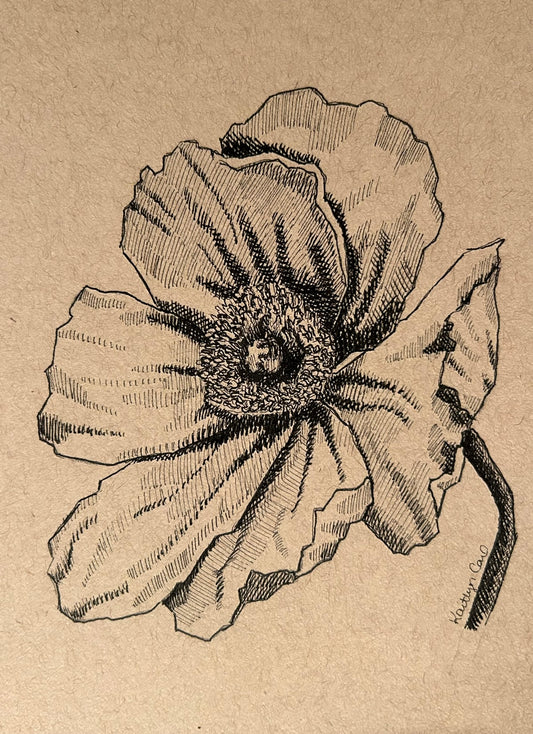 Poppy Pen Drawing