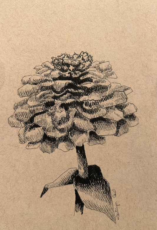 Zinnia Pen Drawing