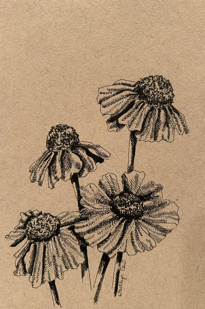 Helenium Pen Drawing