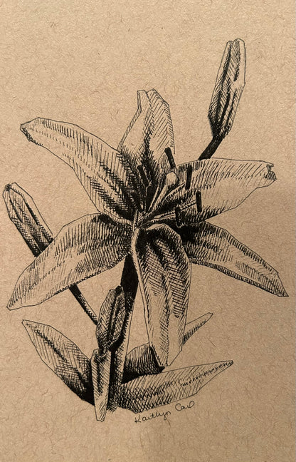 Lily Pen Drawing