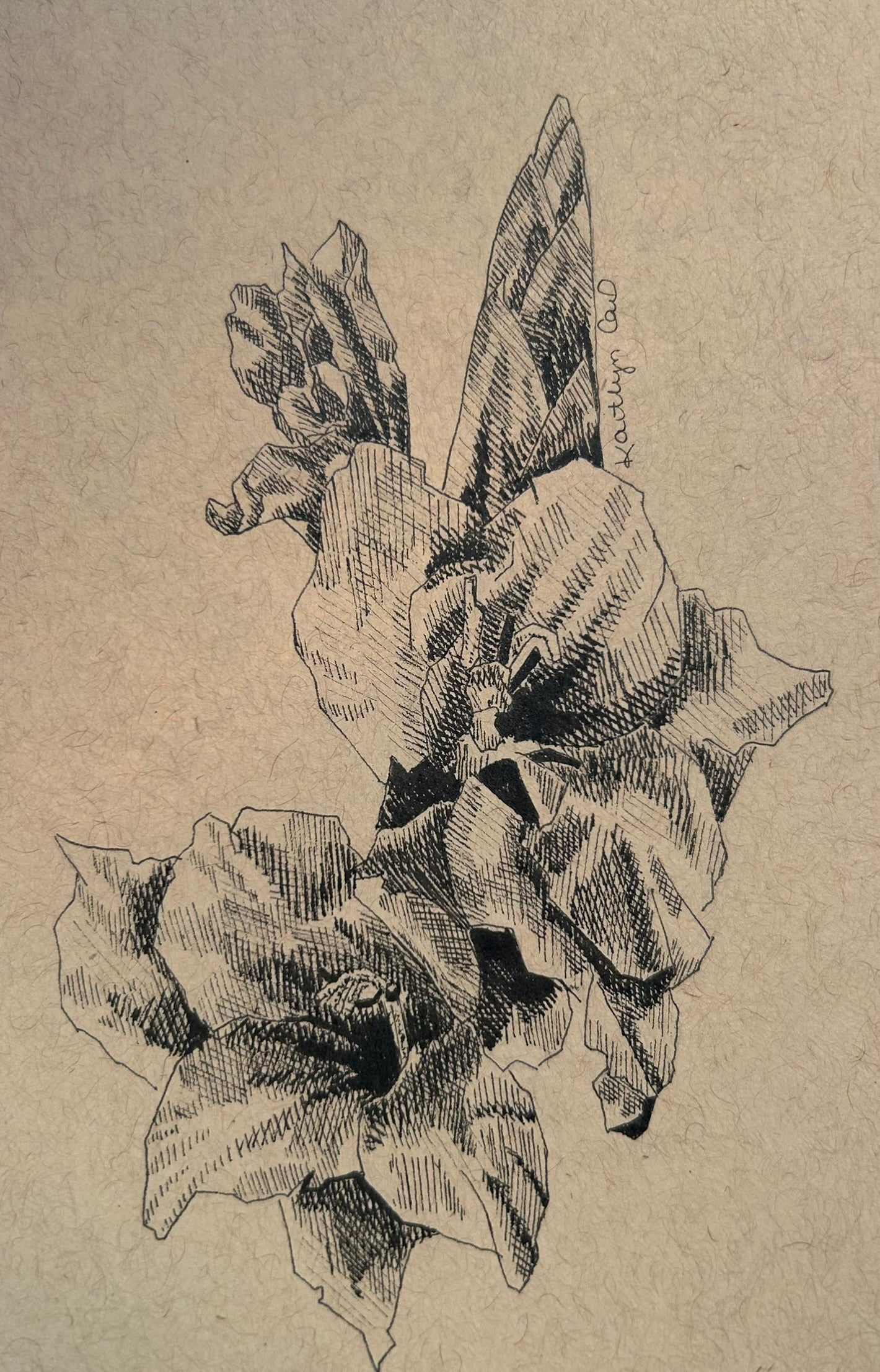 Gladiola Pen Drawing