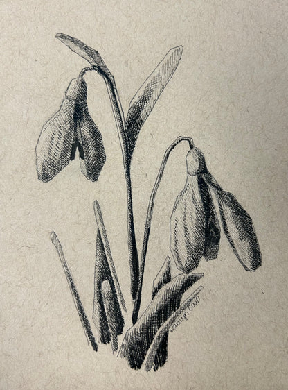 Snowdrop Pen Drawing