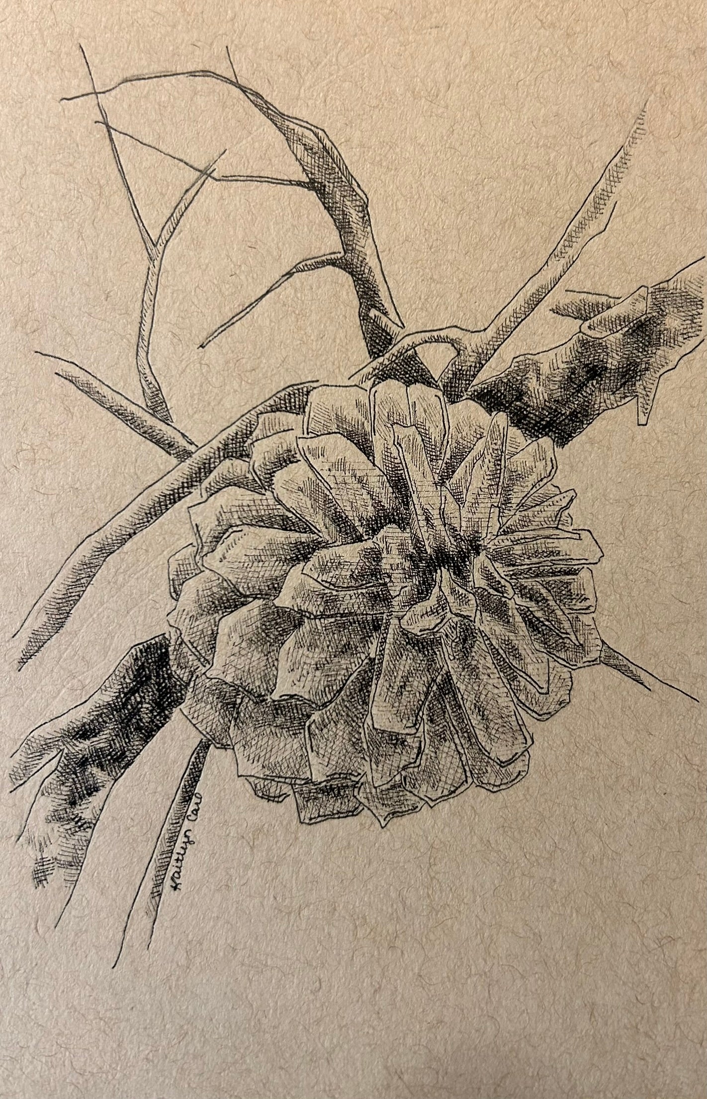 Pine Cone Pen Drawing