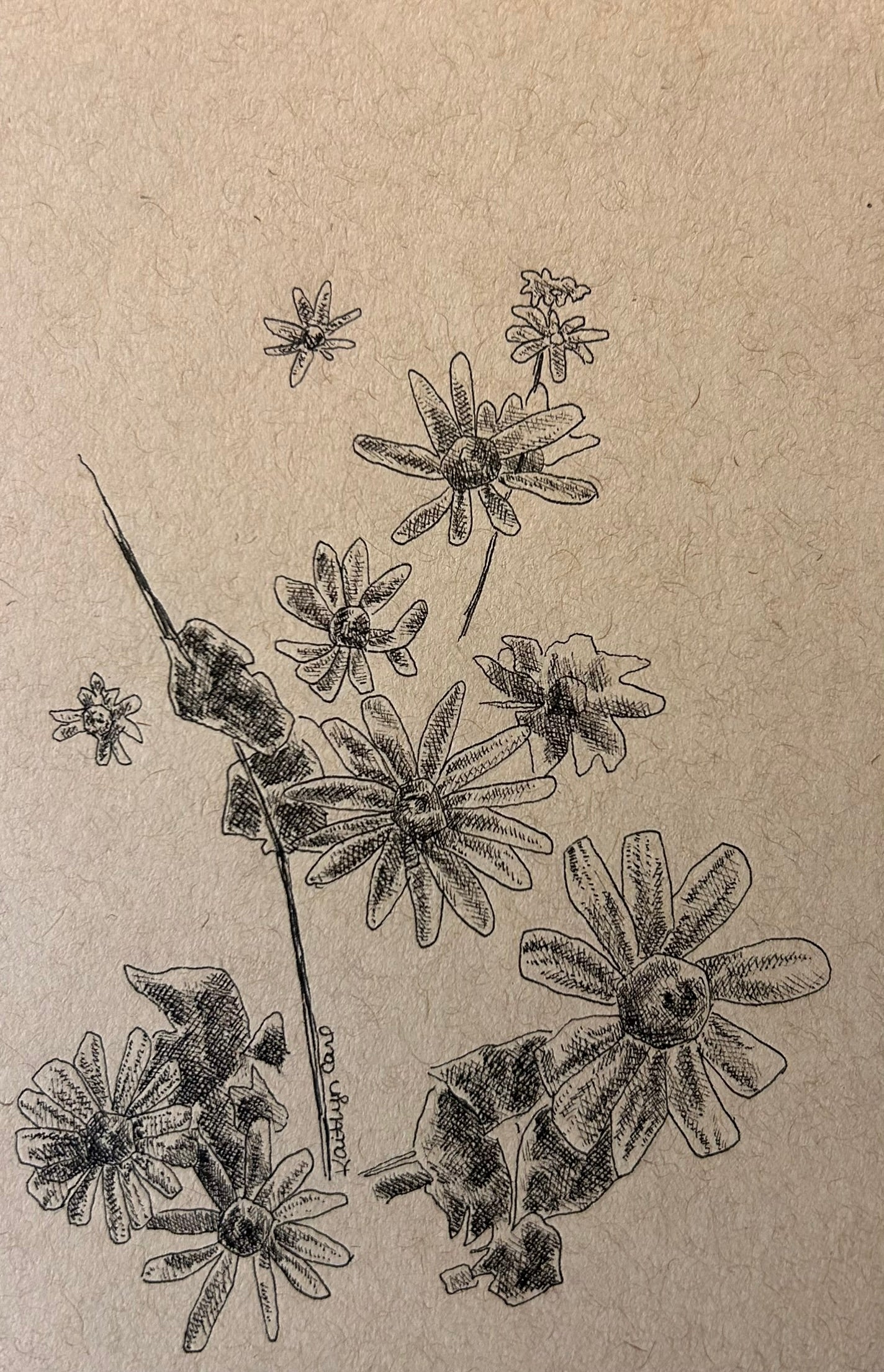 Black-Eyed Susan Pen Drawing
