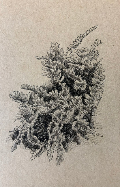 Fern Original Pen Drawing