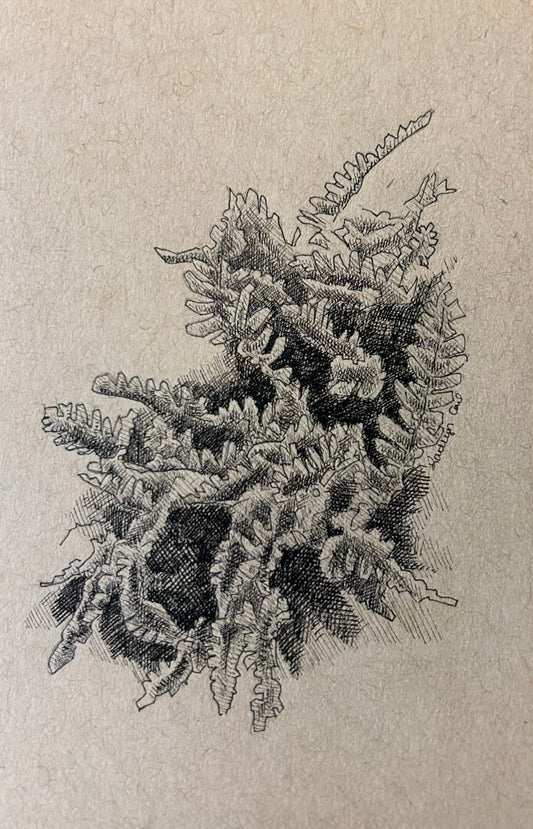 Fern Original Pen Drawing